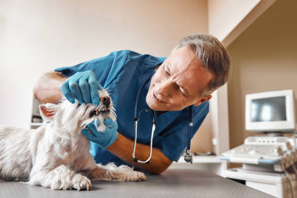 Best Emergency Dental Care for Abscessed Tooth in Maeser, UT